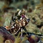 Tompot blenny
