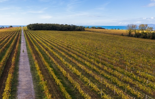 Slovenska Istra jeseni